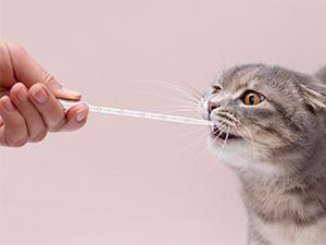 Eenmalige plastic overdrachtspipetten, heldere dropper voor essenti&euml;le oli&euml;n, wateronderzoek, laboratorium, doe-het-zelf kunst 13