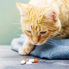 Kits voor lege pil capsules vuller, thuis en laboratorium benodigdheden - Micro lepel spatula, lab scoop vulbak, kruidenpoeder 6