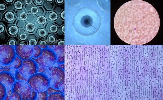Microscoopplaten en -bedekkingen, lege glazen platen voor de microscoop - 300 platen, 300 bedekkingsplaten voor de microscoop 7